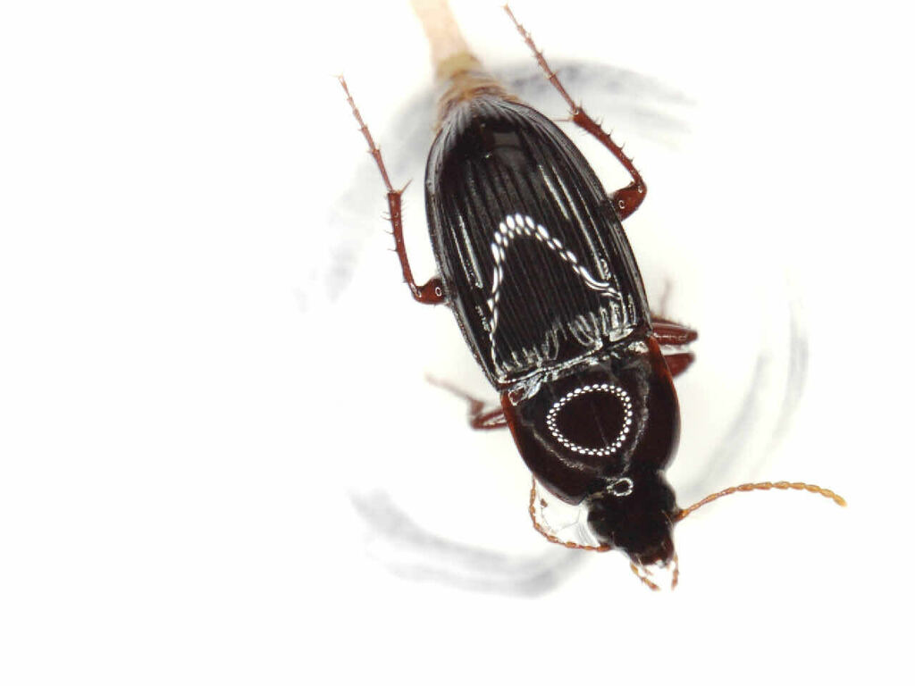 Abacillius