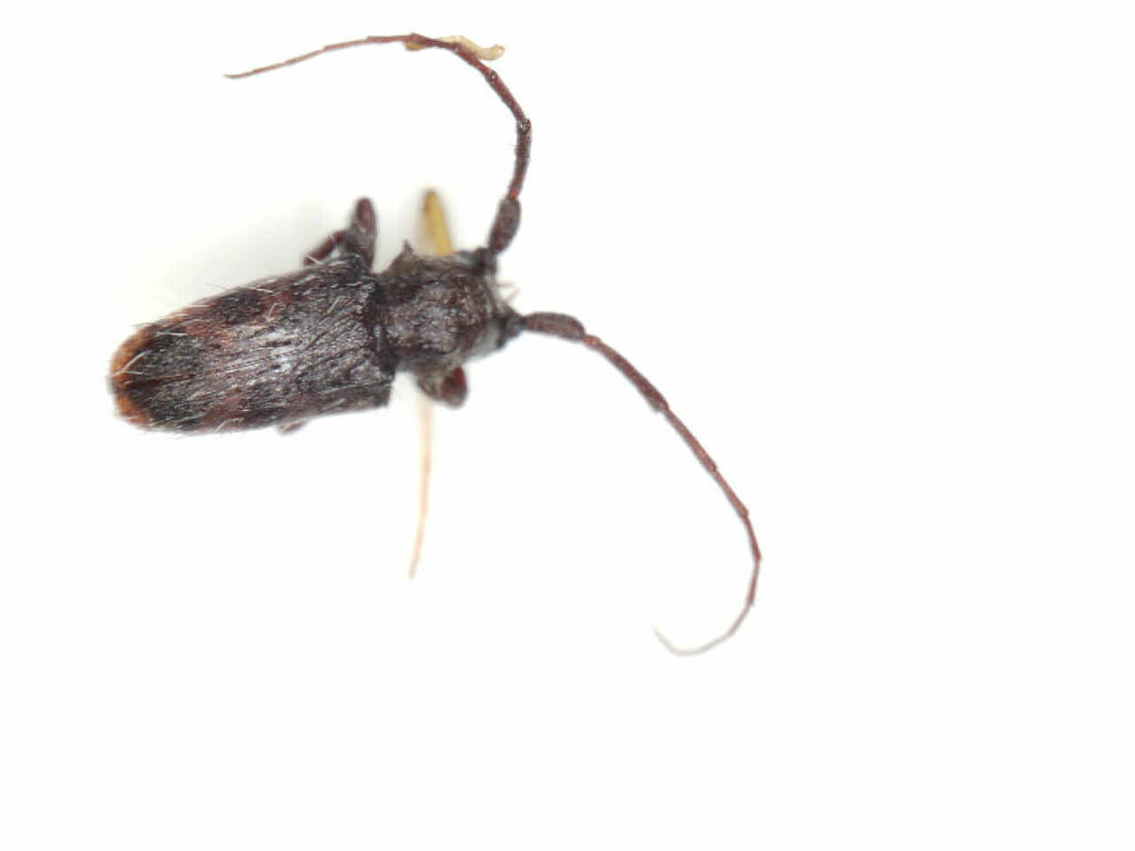 Tlepolemus puerulus