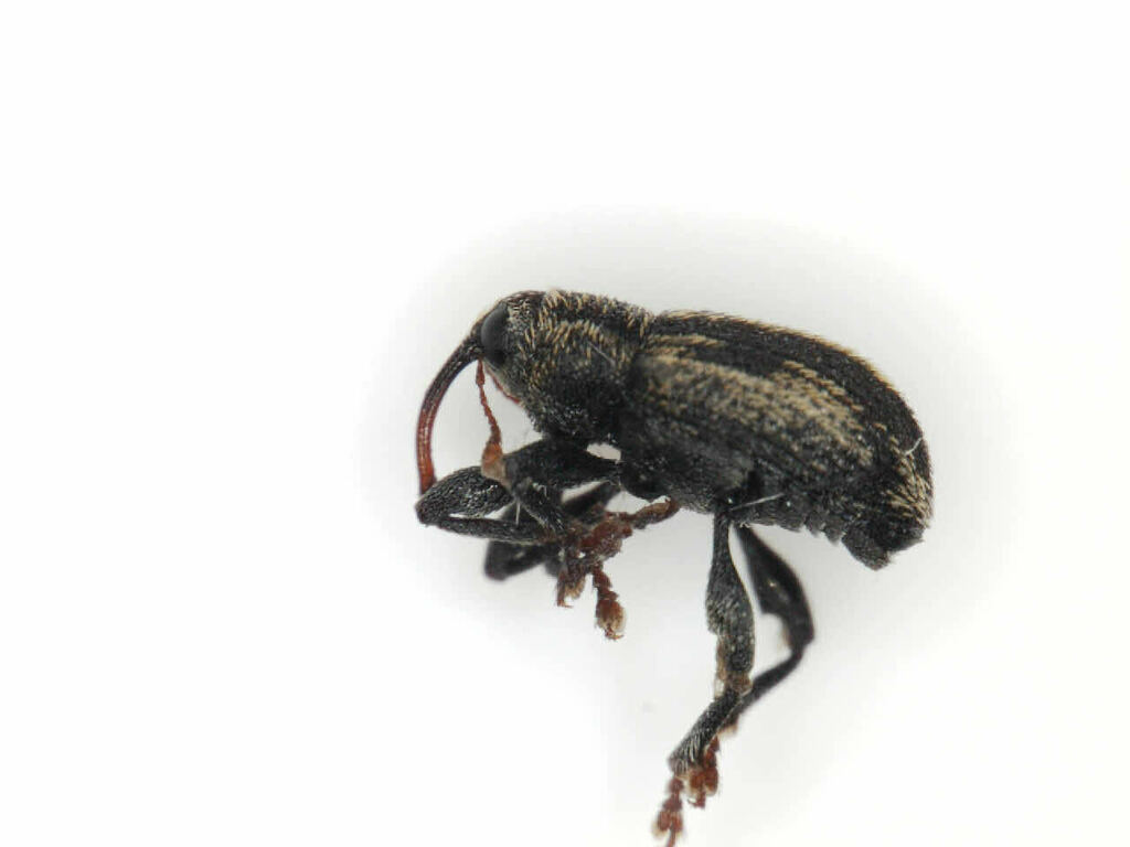 Timola suturalis