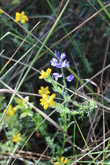 Genista hispanica hispanica