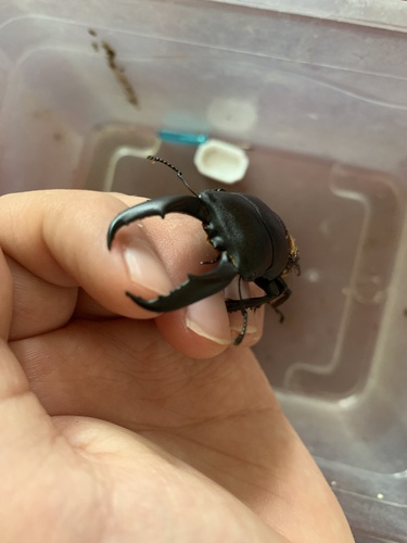 Titan Stag Beetle