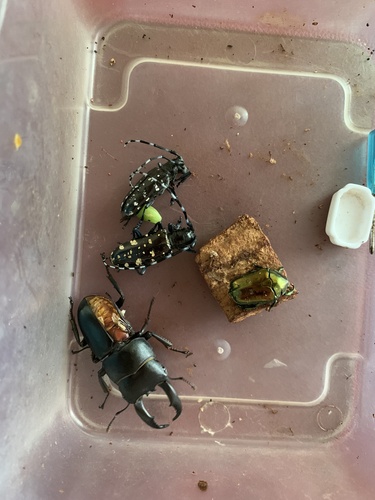 Asian Longhorned Beetle