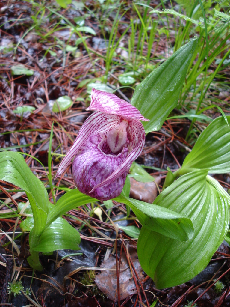 Cypripedium franchetii