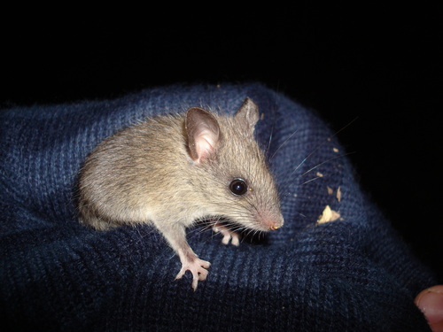 Chinese Birch Mouse