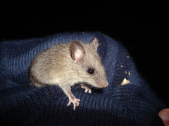 Chinese Birch Mouse photo 2