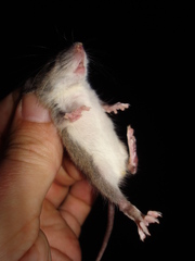 Chinese Birch Mouse photo 4