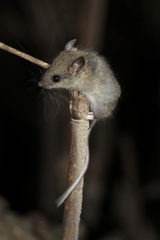 Chinese Birch Mouse photo 3