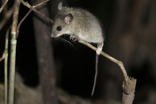 Chinese Birch Mouse (Sicista concolor) — Least Concern Mammalia