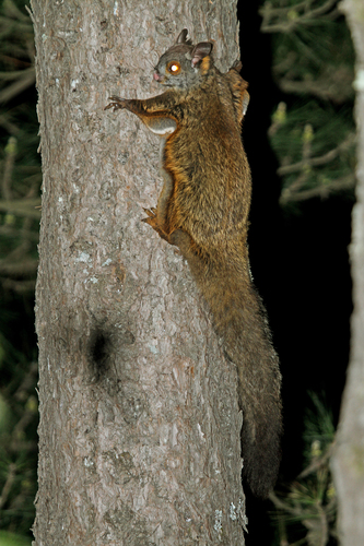 Gray-headed Flying Squirrel