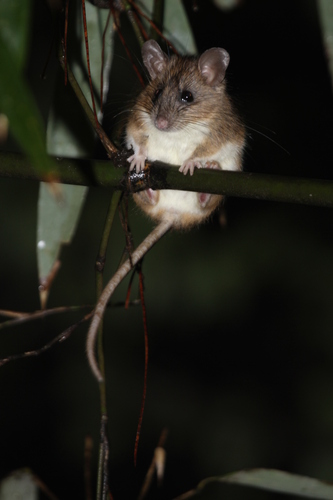 Confucian White-bellied Rat (Niviventer confucianus)