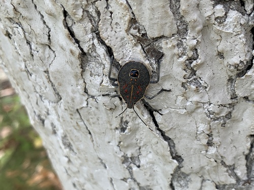 Yellow-spotted Stink Bug