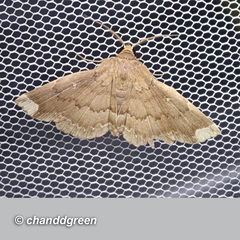 Adrapsa quadrilinealis