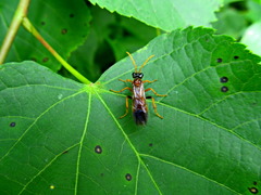 Tenthredo campestris