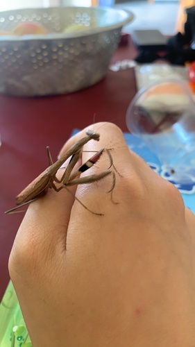 Asian Jumping Mantis