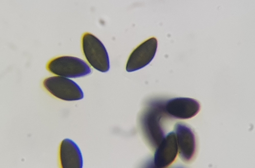 Daldinia macaronesica