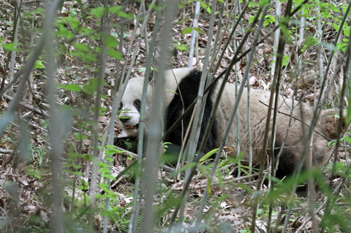 Giant Panda (Ailuropoda melanoleuca)