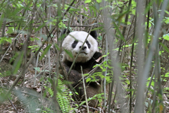 Giant Panda photo 3