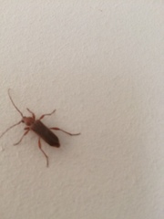 Phymatodes testaceus
