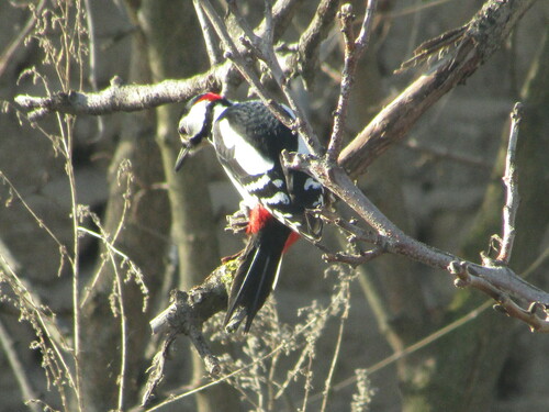 Pico picapinos (Dendrocopos major)