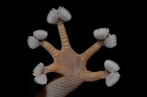 Yellow Fan-fingered Gecko