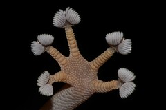 Fan-Footed Gecko photo 5