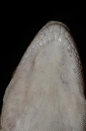 Yellow Fan-fingered Gecko