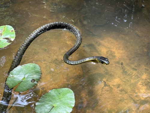 Common Tree Snake sighting
