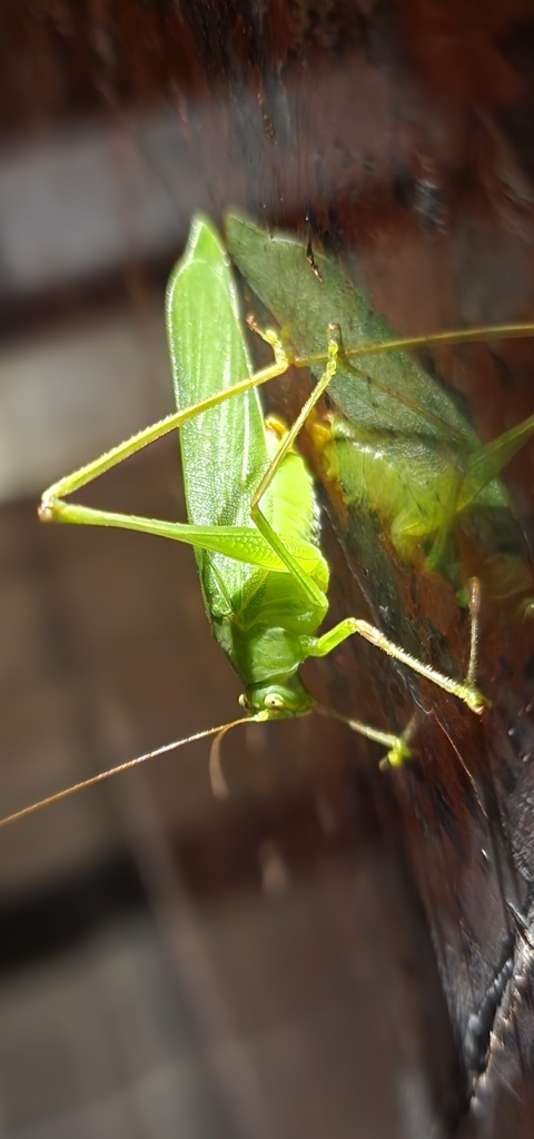 Holochlora sutteri (Holochlora sutteri)