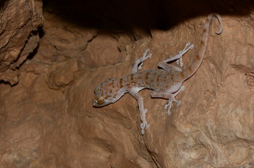Yellow Fan-fingered Gecko