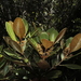 Endiandra sebertii - Photo (c) hervevan, μερικά δικαιώματα διατηρούνται (CC BY-NC)