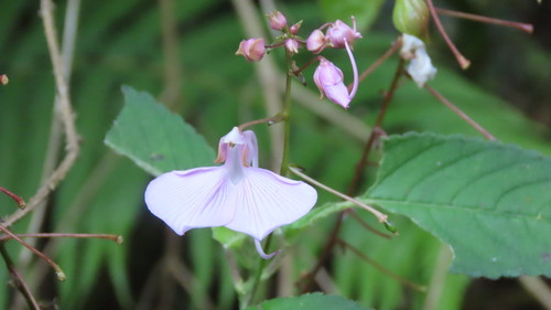 Image of Impatiens maculata by (c) Navaneeth Sini George, some rights reserved (CC BY)