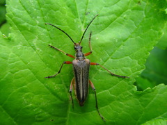 Stenocorus meridianus