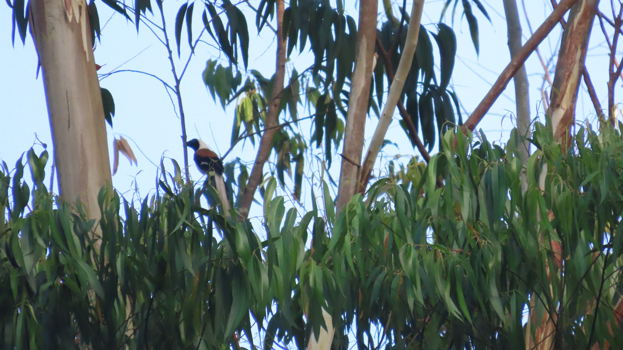 White-bellied Treepie (Dendrocitta leucogastra), photo 10