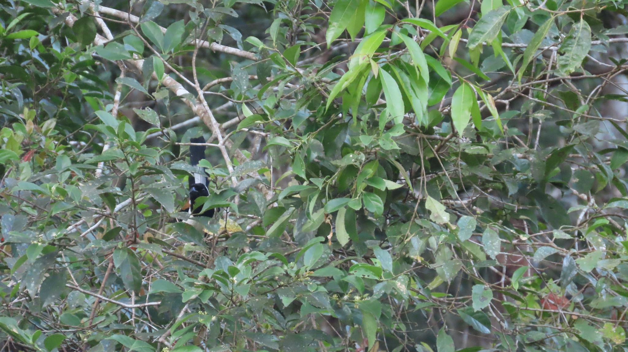 White-bellied Treepie (Dendrocitta leucogastra), photo 8
