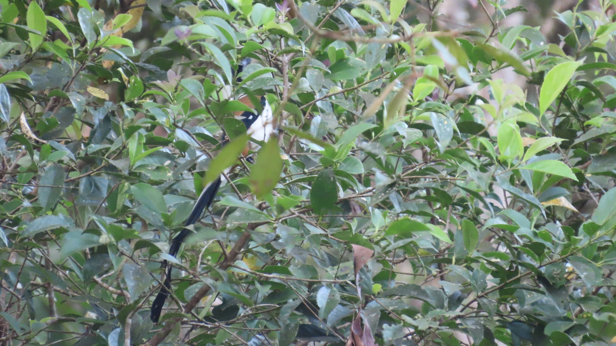 White-bellied Treepie (Dendrocitta leucogastra), photo 9