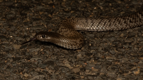 Blue-bellied Black Snake sighting
