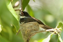 Malaysian Pied-Fantail photo 5