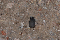 Phymatiotris quadricollis