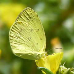 Eurema