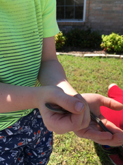 Tropidoclonion lineatum