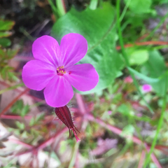 Geranium robertianum