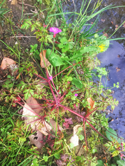 Geranium robertianum