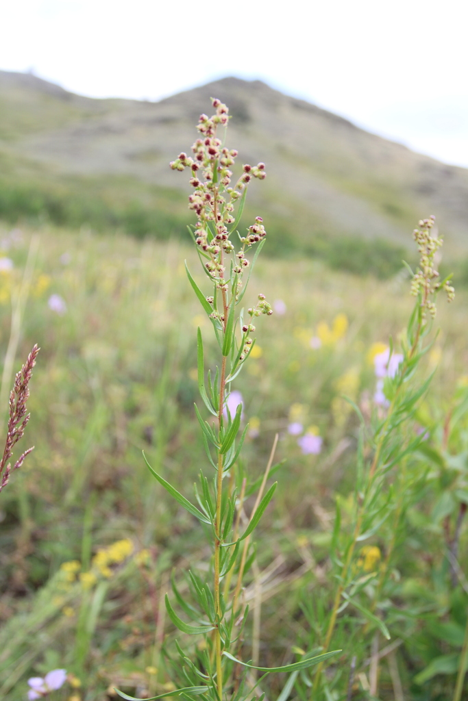 Artemisia kotuchovii