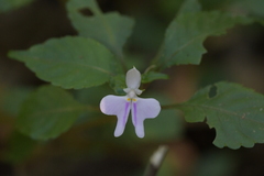 Impatiens hochstetteri