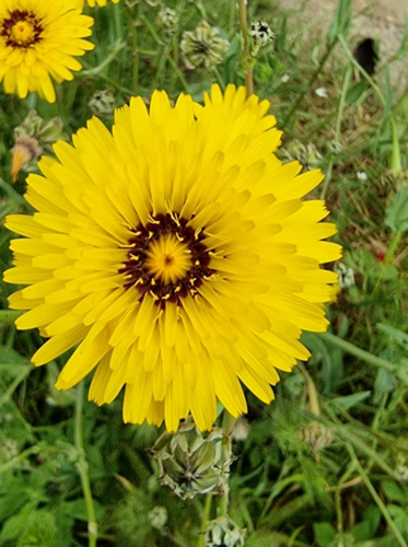 False Sow-thistle