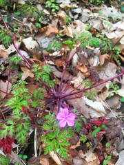 Geranium robertianum