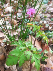 Geranium robertianum