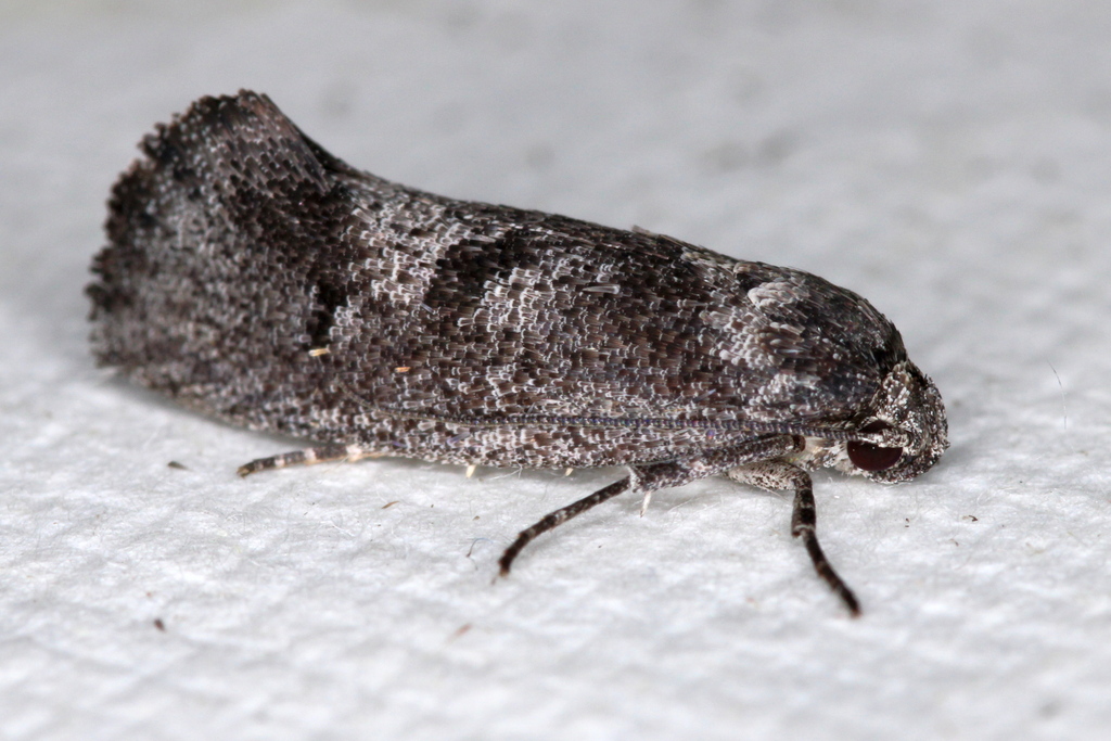 Lichenaula ignota