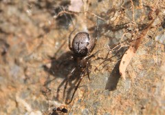 Araneoidea