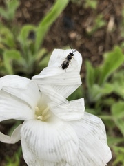 Schizocerella pilicornis